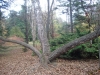 Dendropark