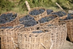 Հայկական խաղող