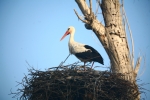 Գյուղական տուրիզմ